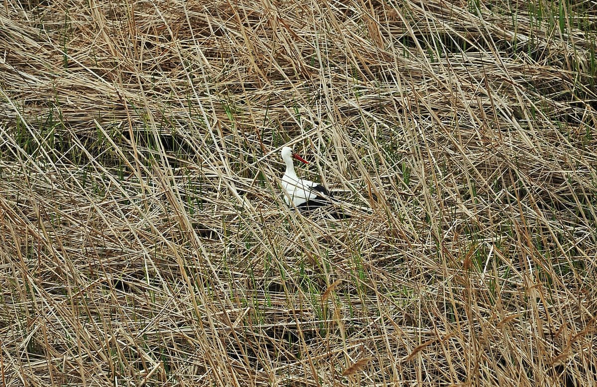 Camping Laguna foto 2